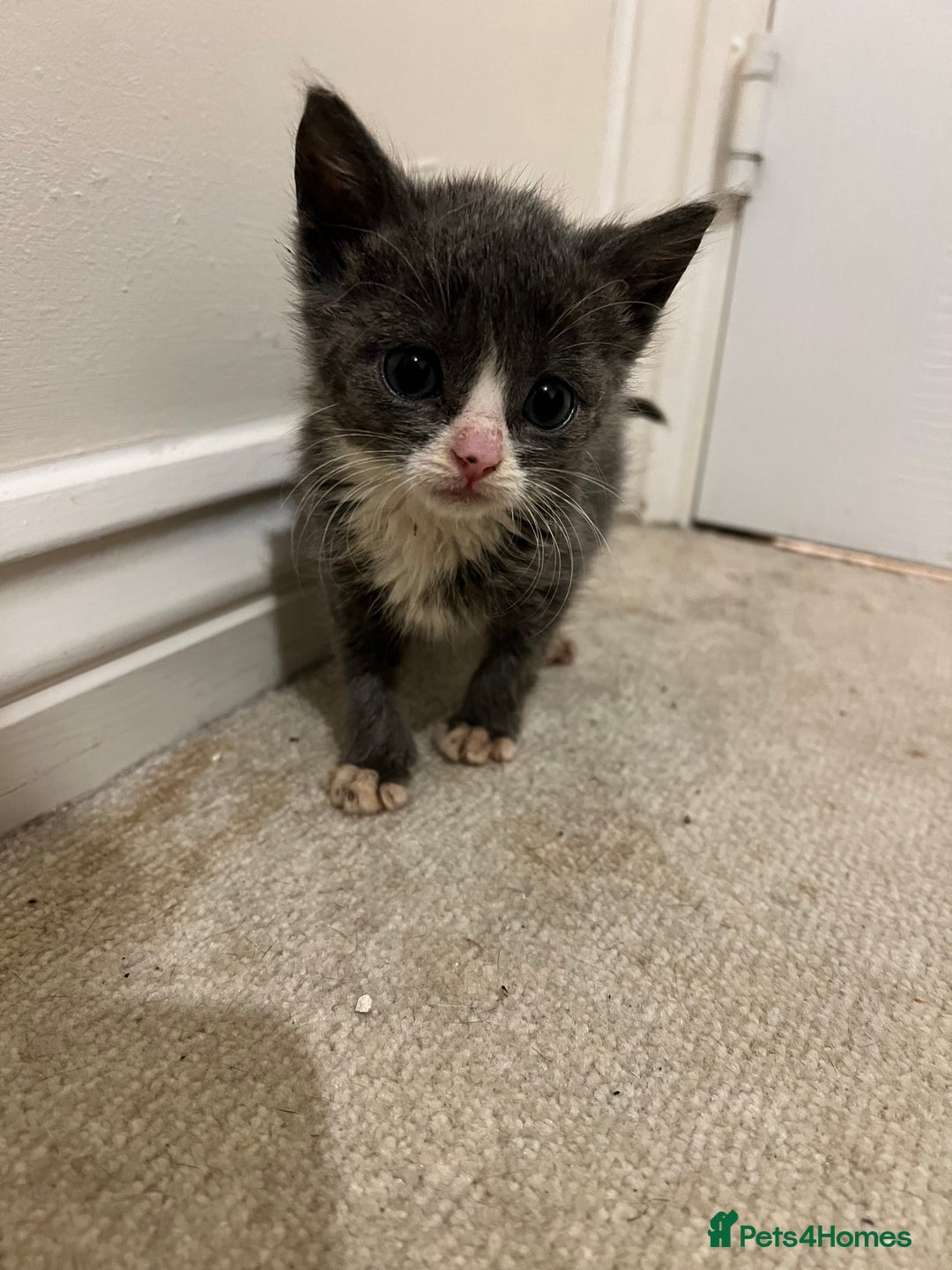 British Shorthair cats for sale: Stunning blue kittens  - Image 13