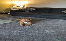 Staffordshire Bull Terrier dogs for sale: Beautiful Staffy puppies. - Image 10
