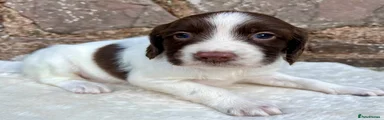 English Springer Spaniel 7 