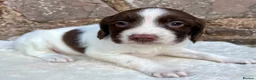 English Springer Spaniel dogs for sale: With an OFF SWITCH springers - Advert 6