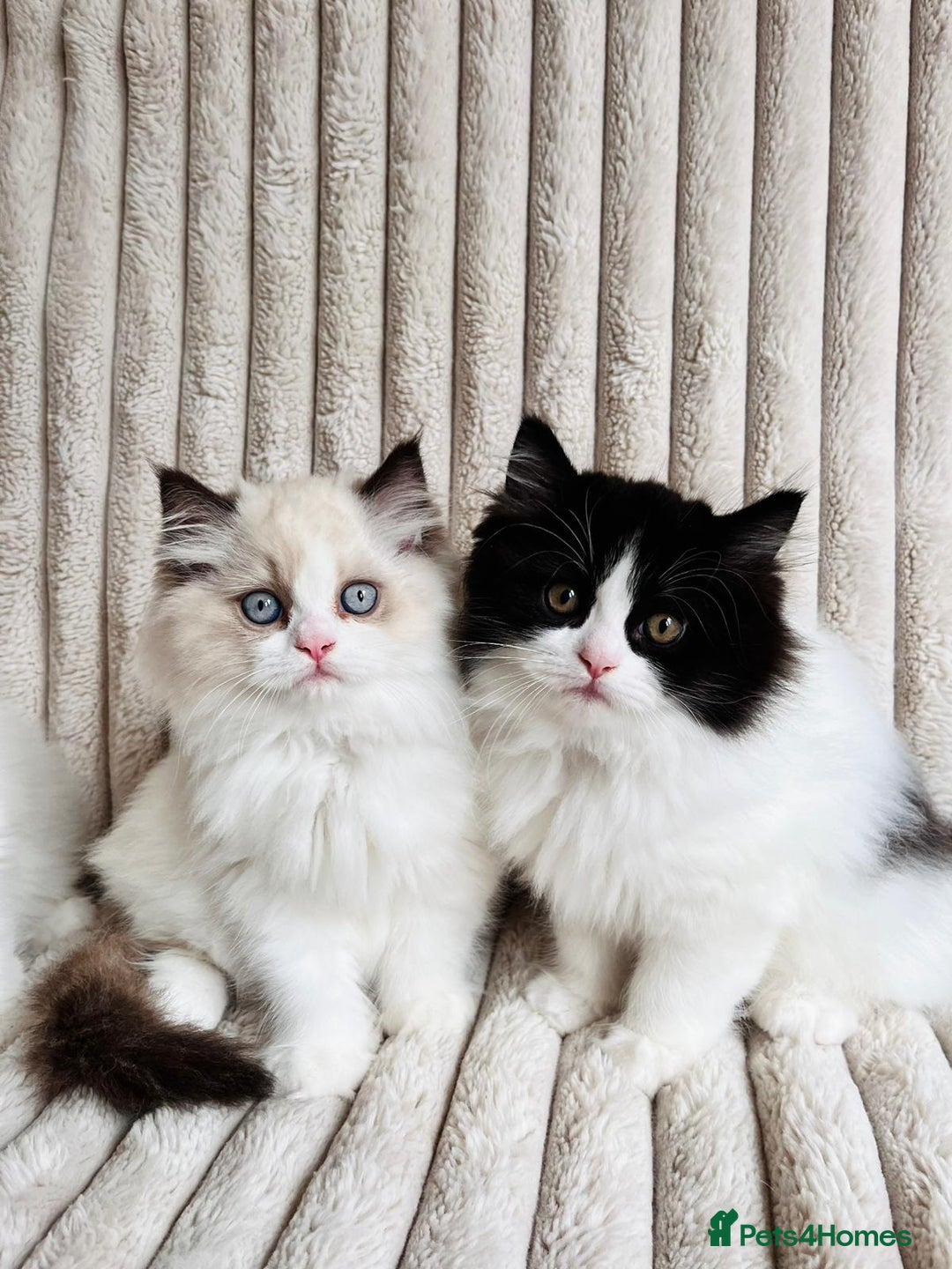 Perdoll cats for sale: Two adorable Perdoll kittens for sale - Image 4