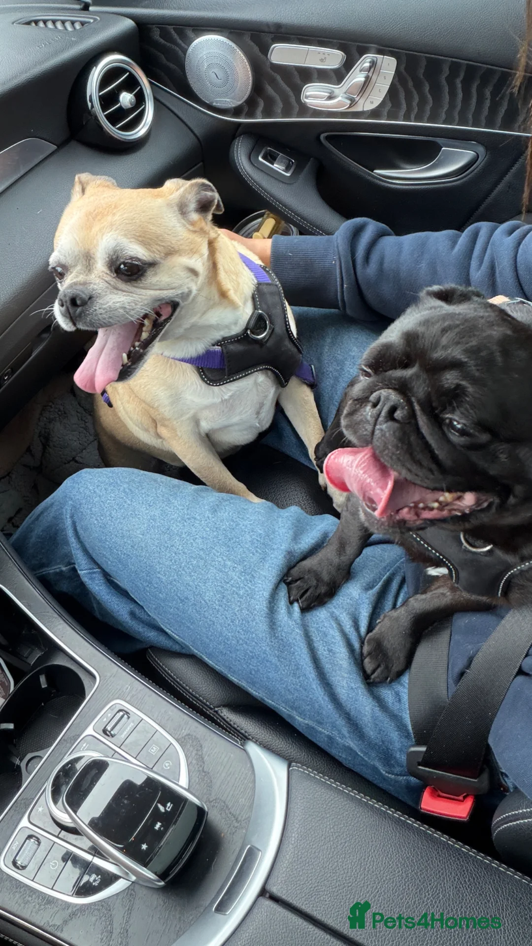 Pug dogs for sale: Adorable Pug & Jug Duo 💛 - Advert 2