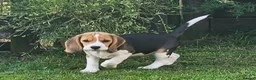 Beagle dogs for sale: Stunning Male Blanket Tri Beagle Puppy - Ready Now - Advert 2