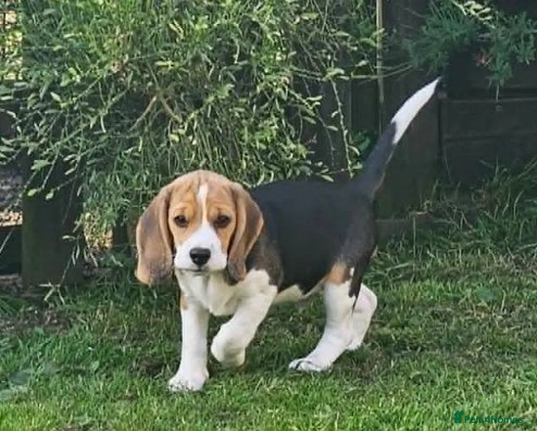 Beagle dogs for sale: Stunning Male Blanket Tri Beagle Puppy - Ready Now - Advert 2