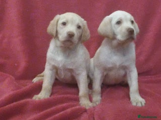 Labrador Retriever dogs Labrador puppies (extensively health tested) - Advert 2