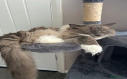 Ragdoll cats for sale: 2 yr old neutered blue mitted ragdoll - Image 4