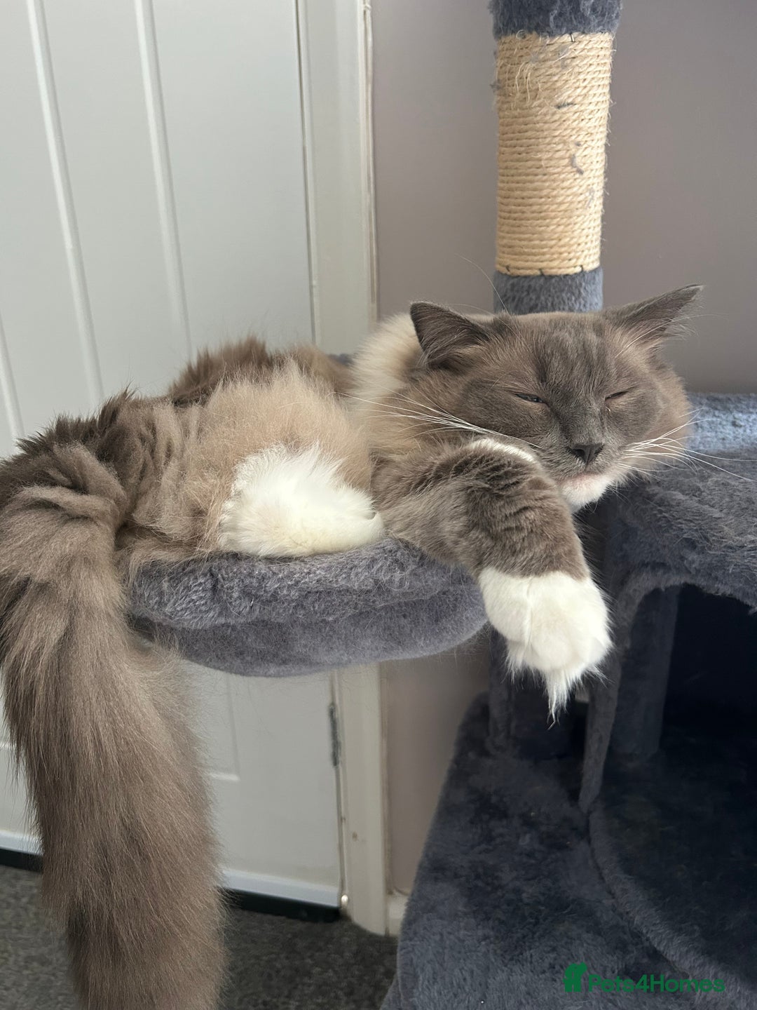 Ragdoll cats for sale: 2 yr old neutered blue mitted ragdoll - Image 4