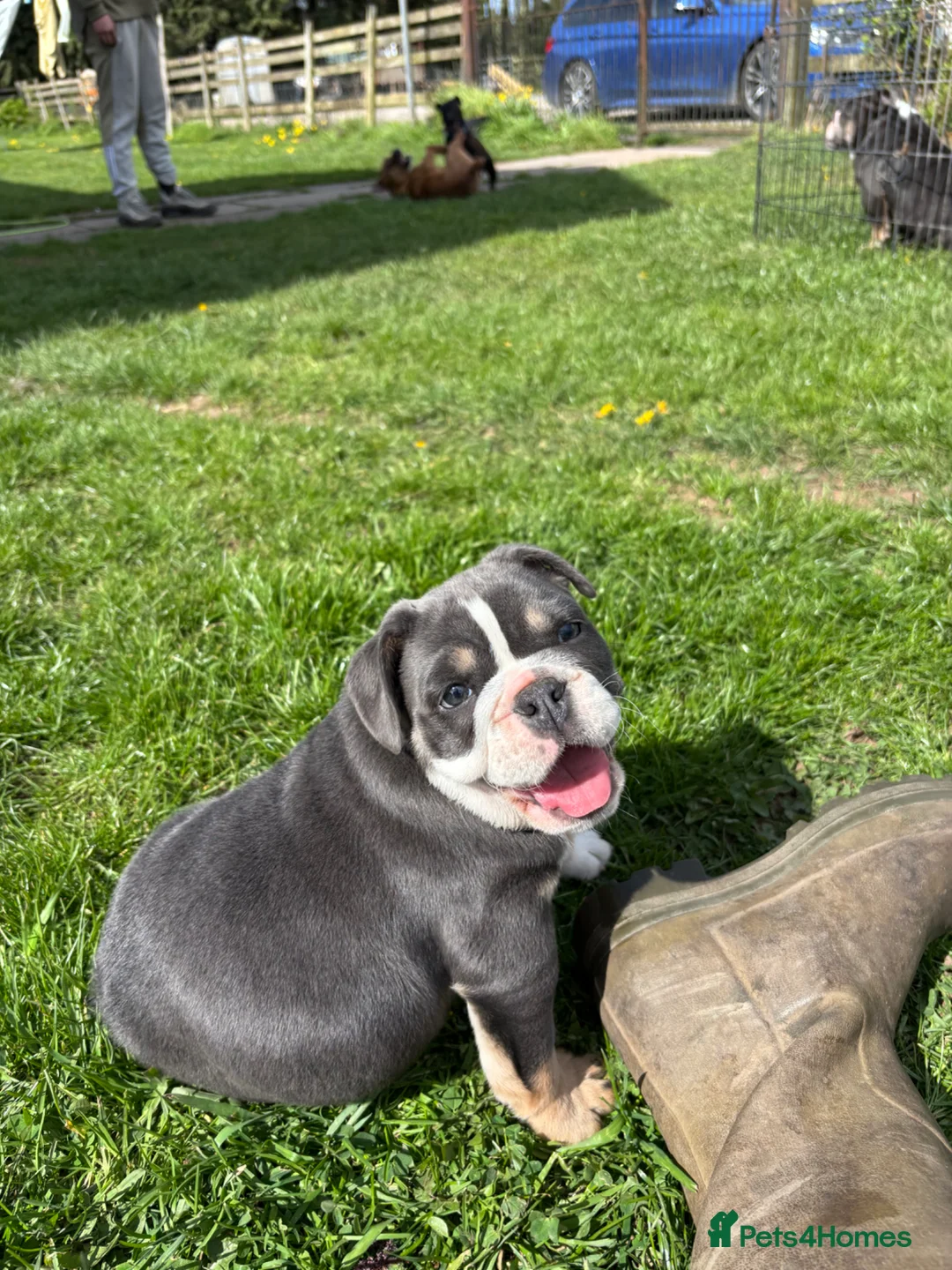 English Bulldog dogs for sale: Bulldog puppies  - Advert 2