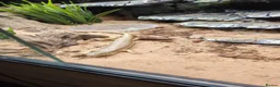 Skink reptiles for sale: Berber skink for sale  - Advert 5