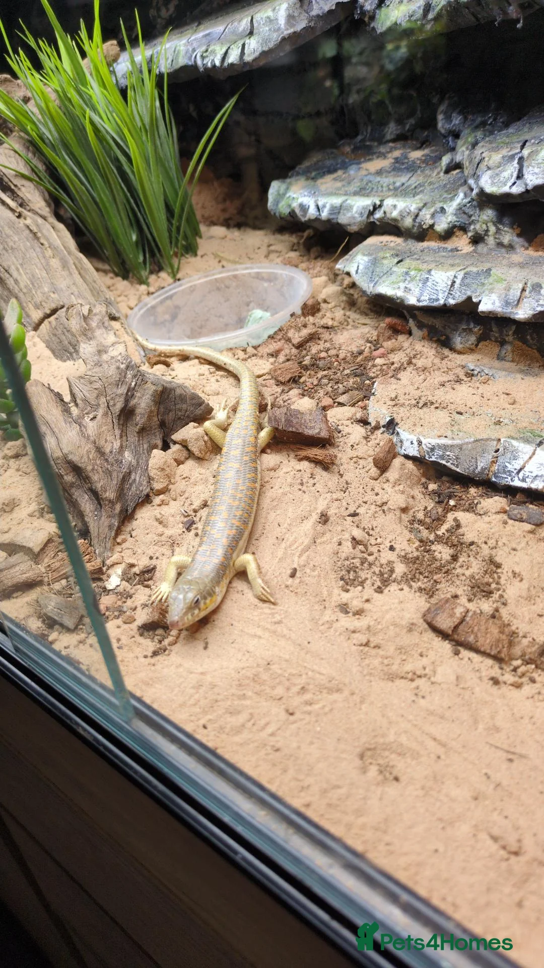 Skink reptiles for sale: Berber skink for sale  - Advert 5