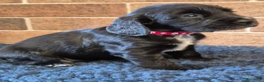 Cocker Spaniel 6