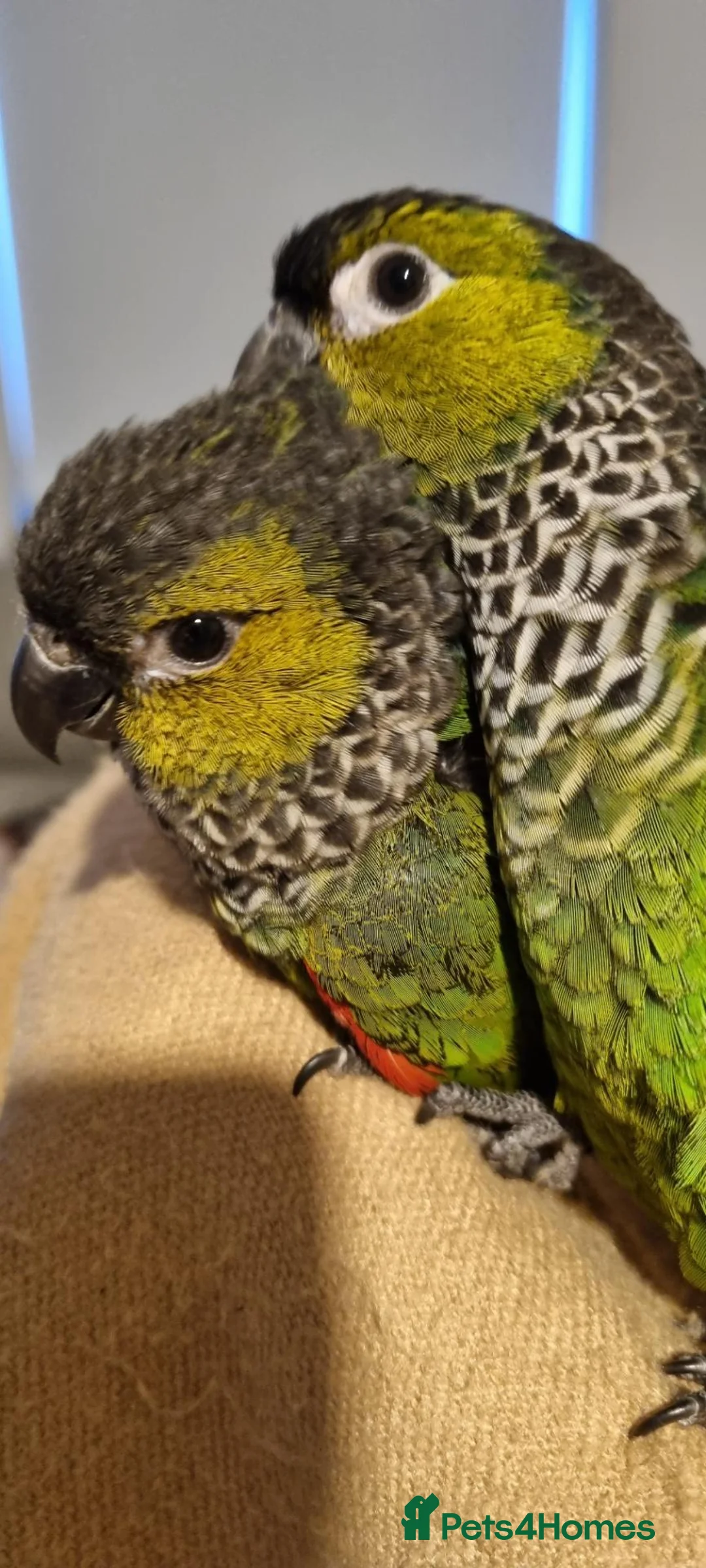 Conures birds for sale: Black Capped conures. Male & Female.  - Advert 9