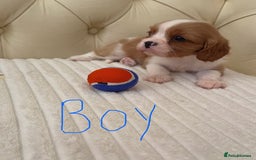 Cavalier King Charles Spaniel dogs for sale: 🐶 true miniature King Charles puppy’s 🐶 - Image 7