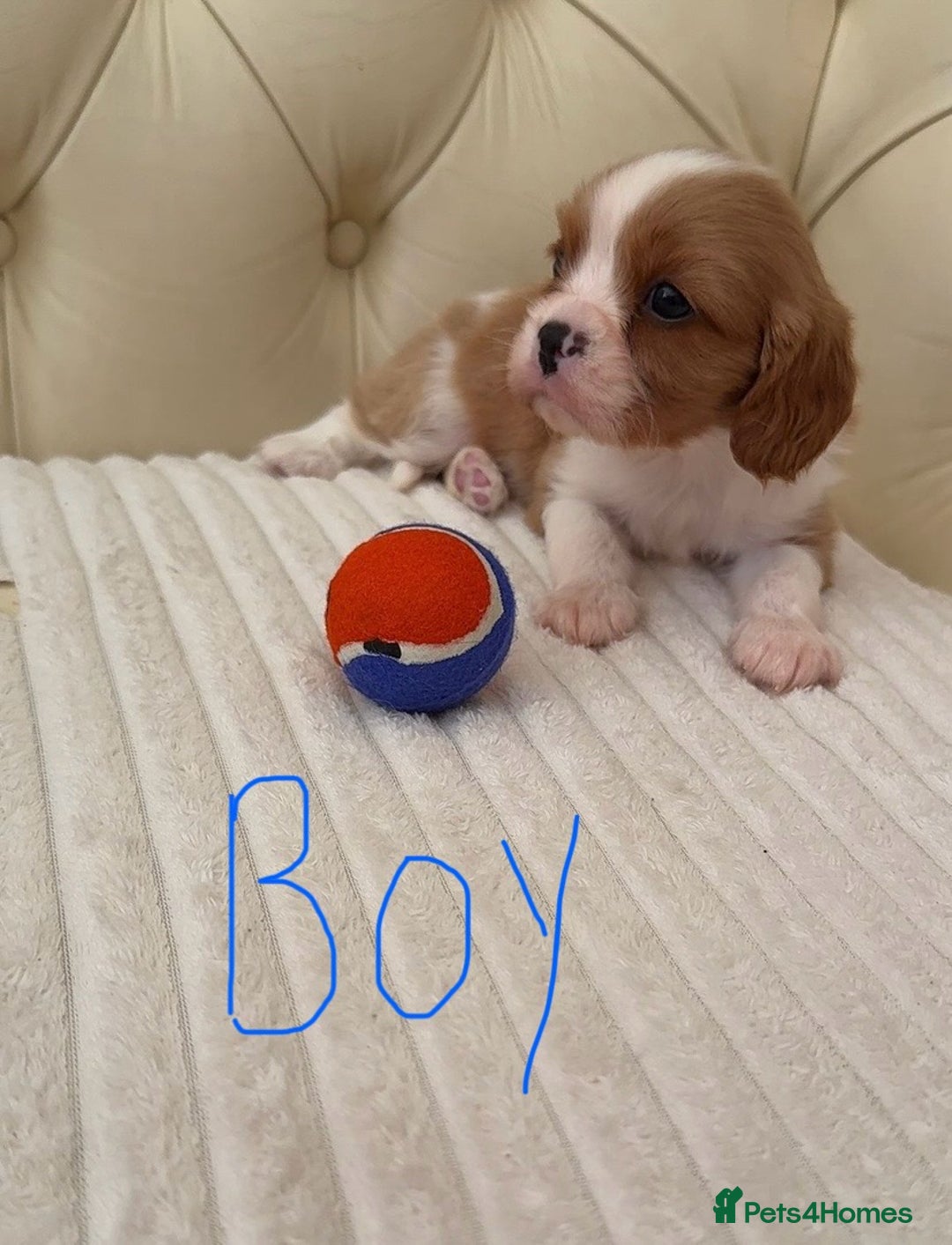 Cavalier King Charles Spaniel dogs for sale: 🐶 true miniature King Charles puppy’s 🐶 - Image 7
