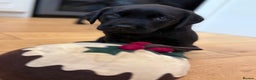 Labrador Retriever dogs for sale: Beautiful Pedigree Labrador Puppies - Advert 4