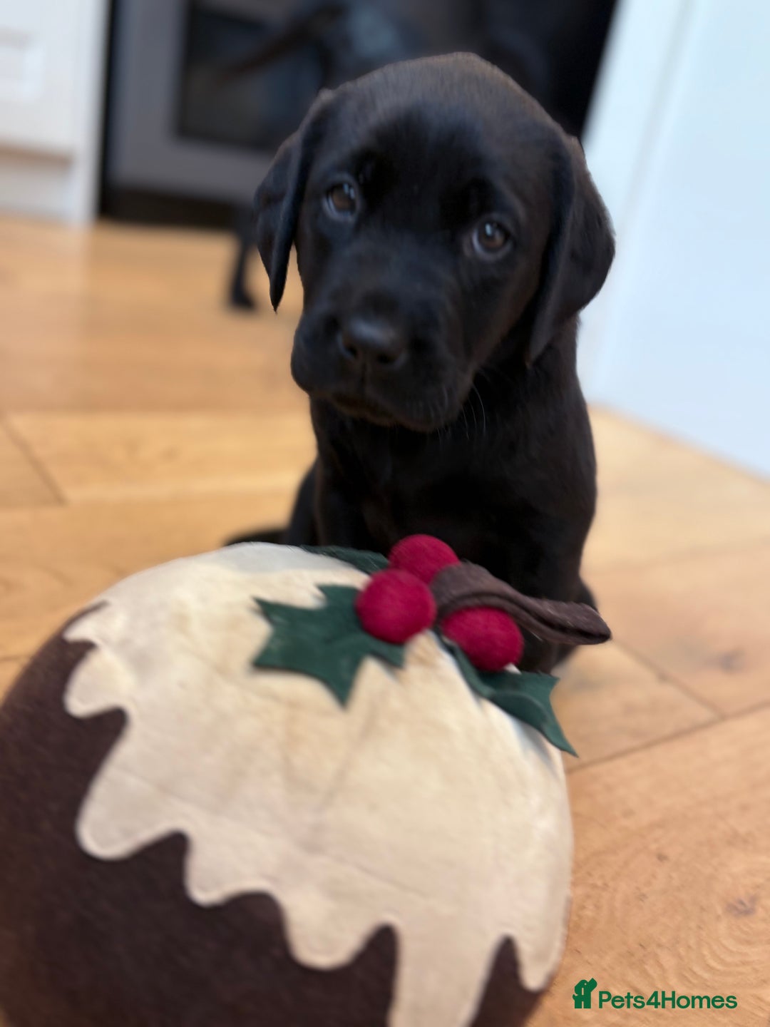 Labrador Retriever dogs for sale: Beautiful Pedigree Labrador Puppies - Advert 4