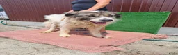 Mixed Breed dogs for adoption: 🐶Meet haiduc, one big fluffball 😍 - Advert 7