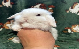 Mini Lop rabbits for sale: Beautiful Baby Mini lops ready now  - Image 10