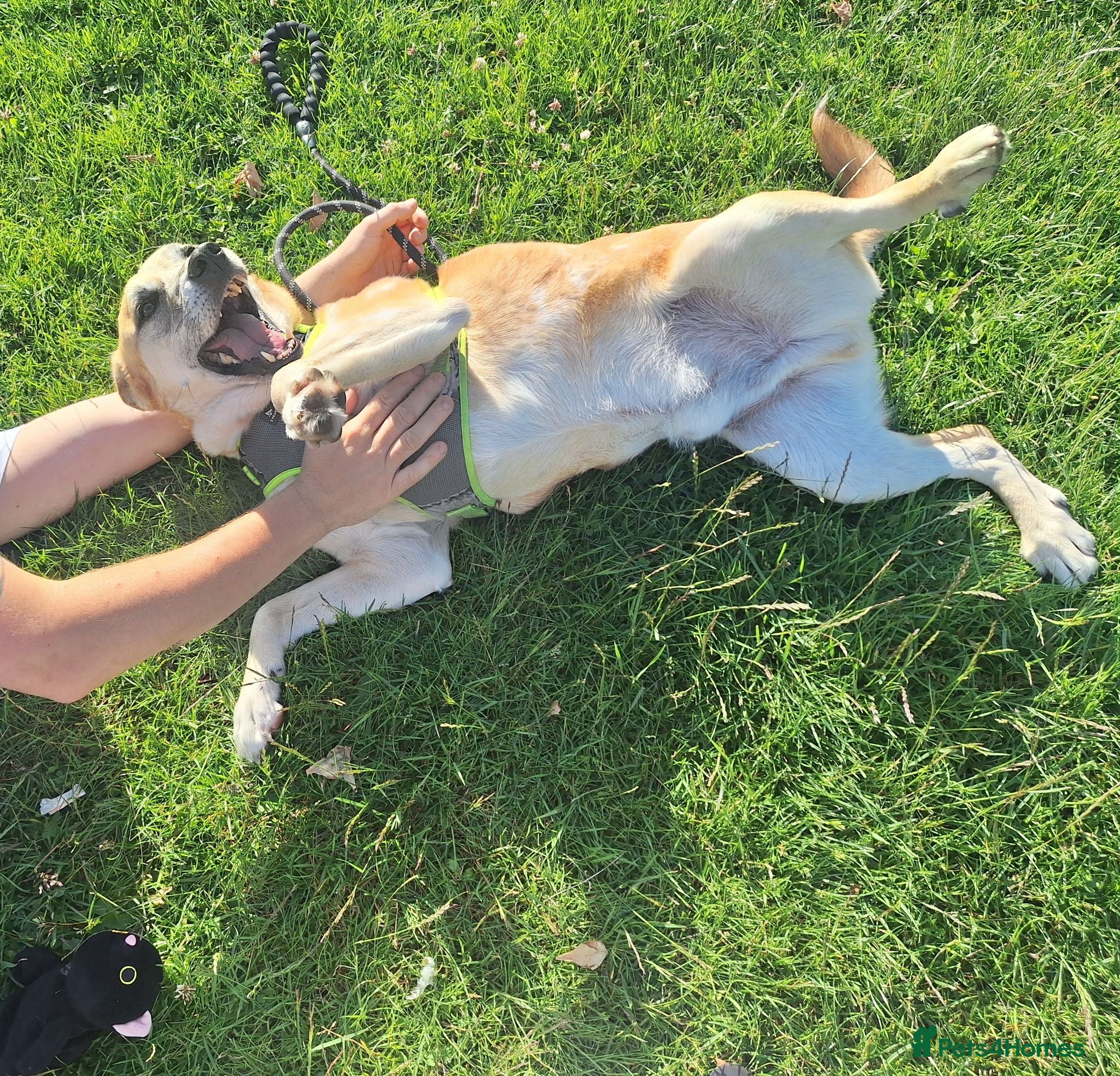 Mixed Breed dogs Foster or Forever Home for Beautiful Sanchez - Advert 9
