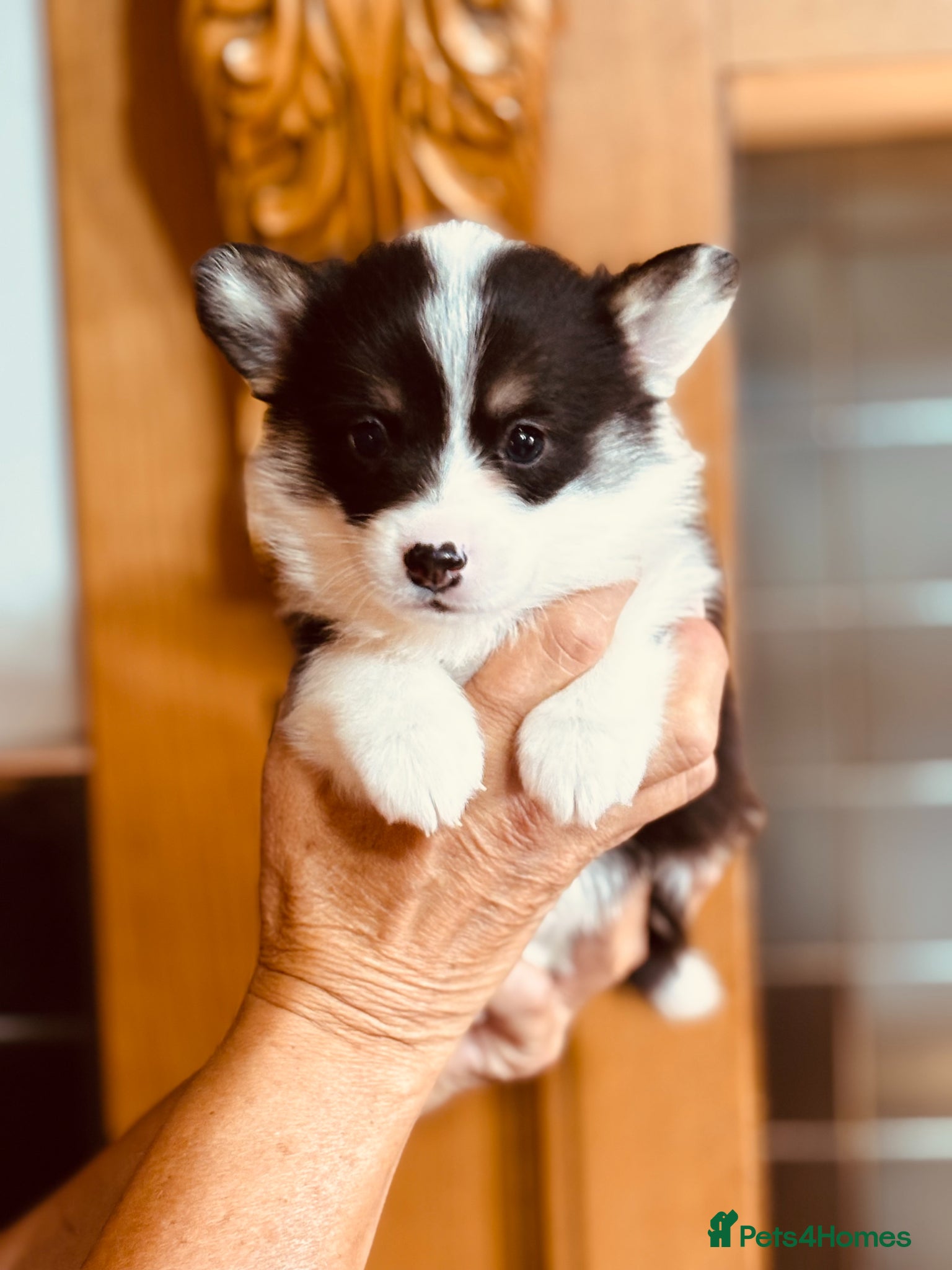 Welsh Corgi Pembroke Puppy 2