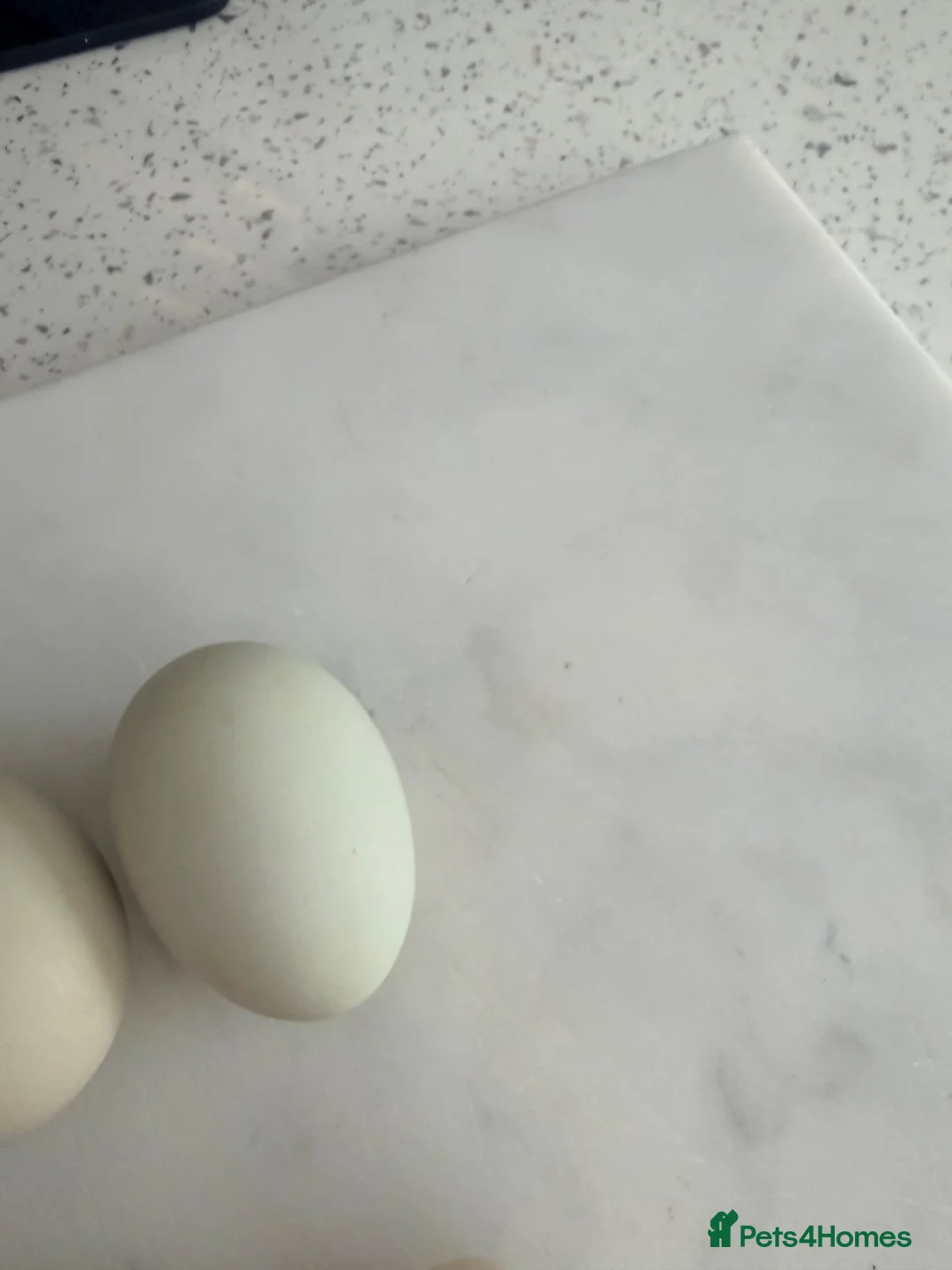 Mixed Breed poultry for sale: Fertile eggs  - Advert 2
