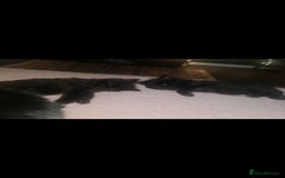 British Longhair cats for sale: Beautiful kittens  - Image 1