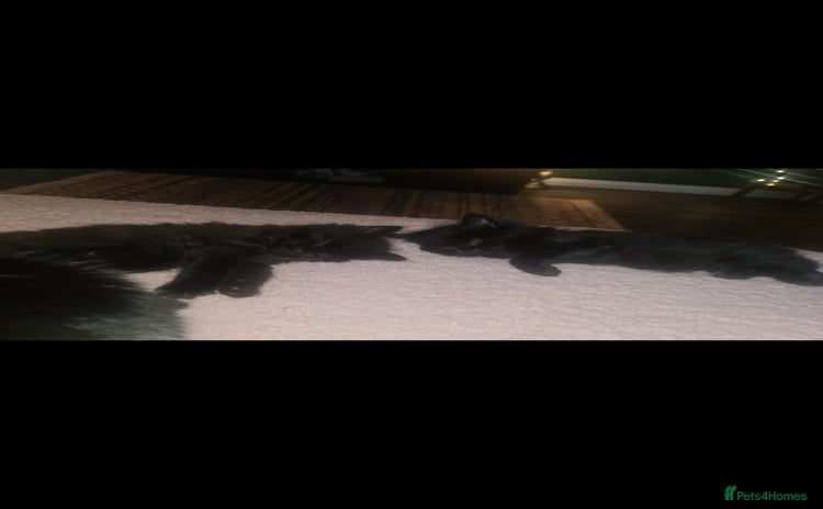 British Longhair cats - Advert 13