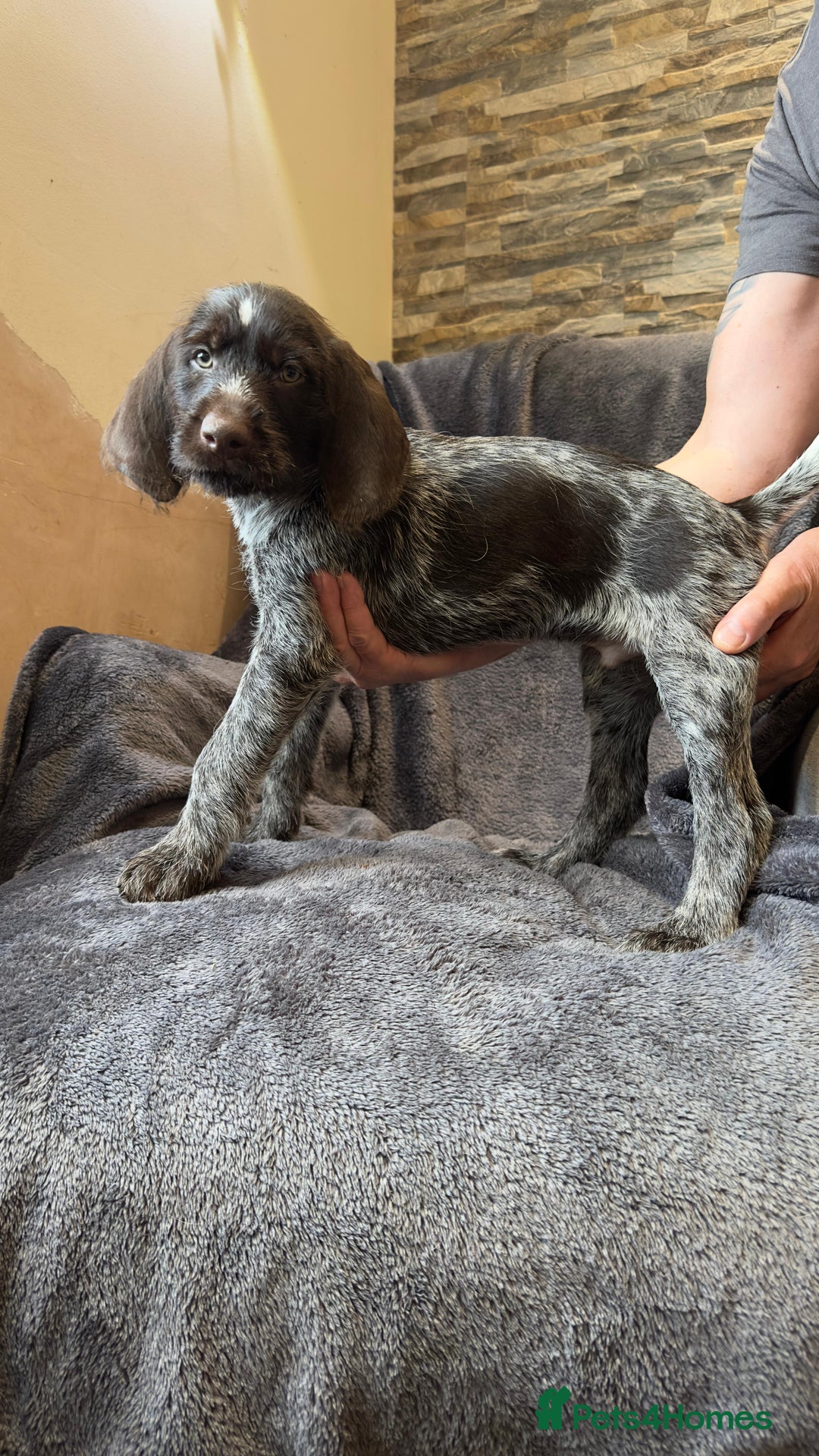 German Wirehaired Pointer dogs for sale: GWP Pups for sale field bloodlines land waterfowl  in Preston - Image 11