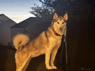 Siberian Husky dogs Beautiful Siberian Husky pups - Advert 6
