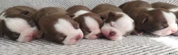 Boston Terrier dogs for sale: Adorable Boston Terrier Pups - Advert 2
