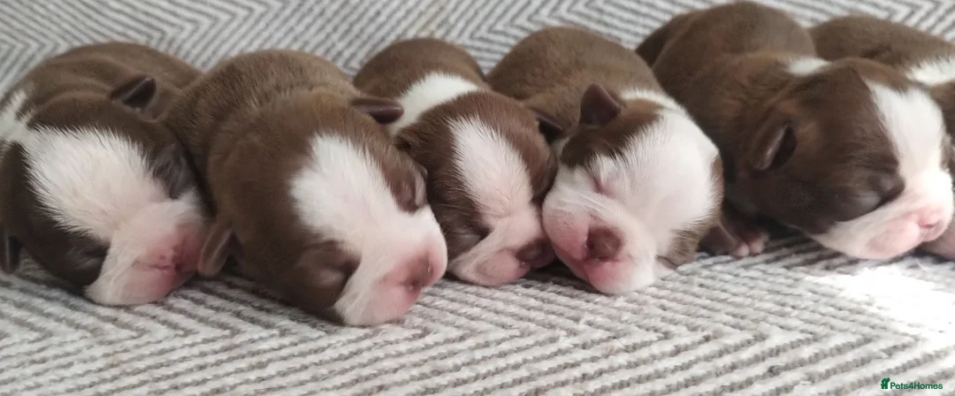 Boston Terrier dogs for sale: Adorable Boston Terrier Pups - Advert 2