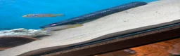 Cichlids fish for sale: Breeding pair neon jewel cichlids in Wigston - Advert 3