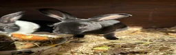 Rex rabbits for sale: Beautiful Baby Rex Bunnies 11 Weeks old  - Advert 3