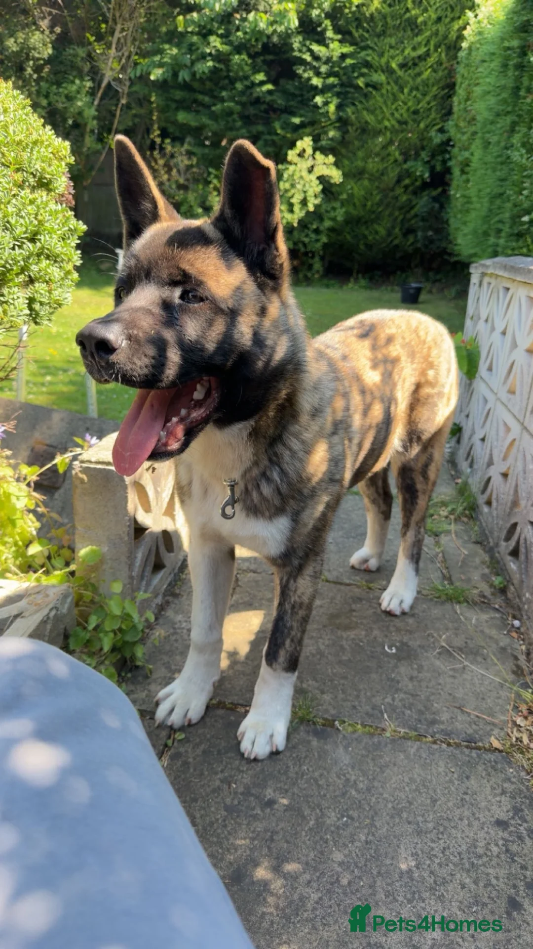 Akita dogs for sale: 6 Months Old American Akita  - Advert 1