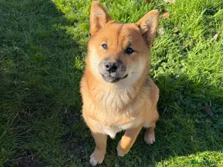 Japanese Shiba Inu dogs Japanese Shiba Inu - Advert 10