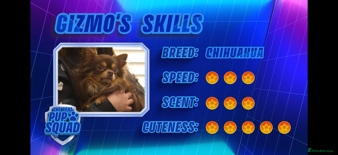 Chihuahua dogs for sale: KC Reg Chocolate and Tan Long-Coat Chihuahua Puppy - Image 3