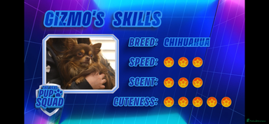 Chihuahua dogs - Advert 3