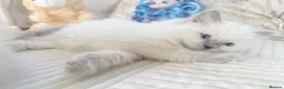 Ragdoll cats for sale: Stunning Bluepoint Ragdoll Kittens for sale - Advert 38