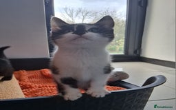 Mixed Breed cats for sale: Gorgeous Chunky Kittens  - Image 18