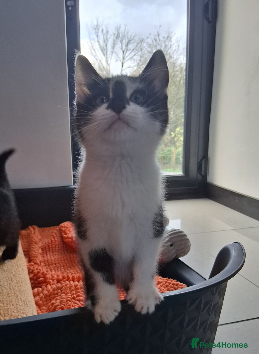 Mixed Breed cats for sale: Gorgeous Chunky Kittens  - Image 18