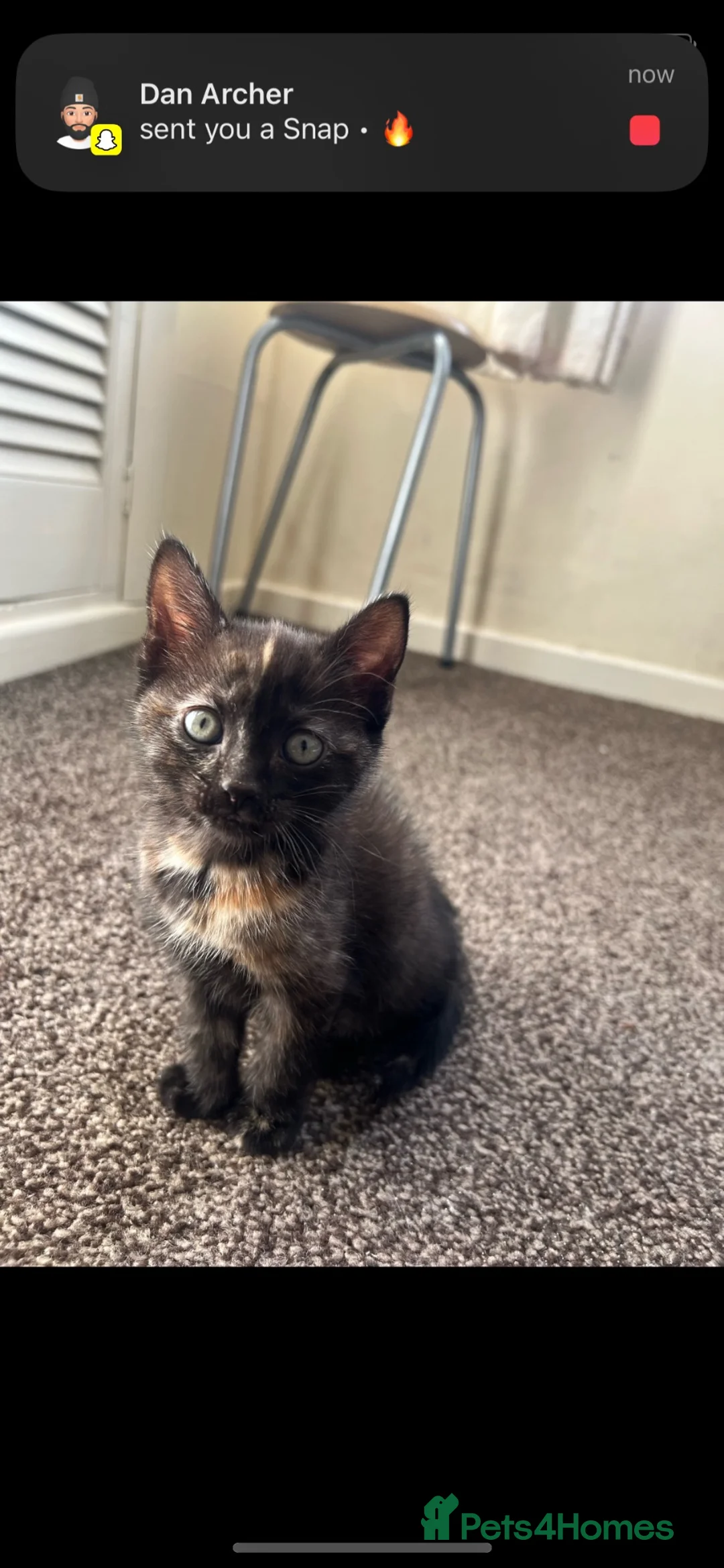 Mixed Breed cats for sale: Kittens  - Advert 2