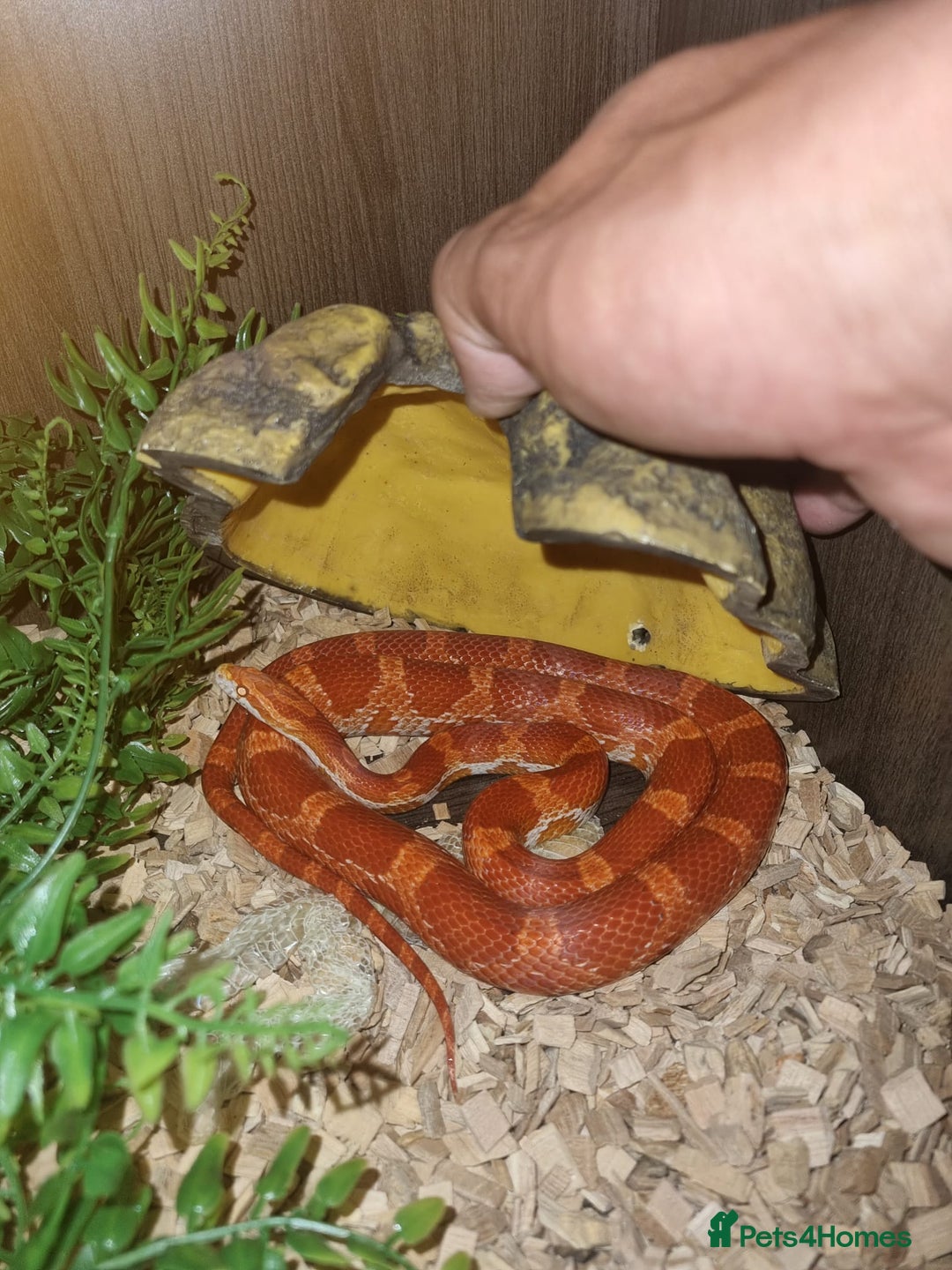Corn Snake reptiles for sale: Corn Snakes  - Image 6