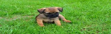 Border Terrier 2