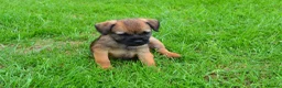Border Terrier dogs for sale: Border Terrier Puppies - Advert 7