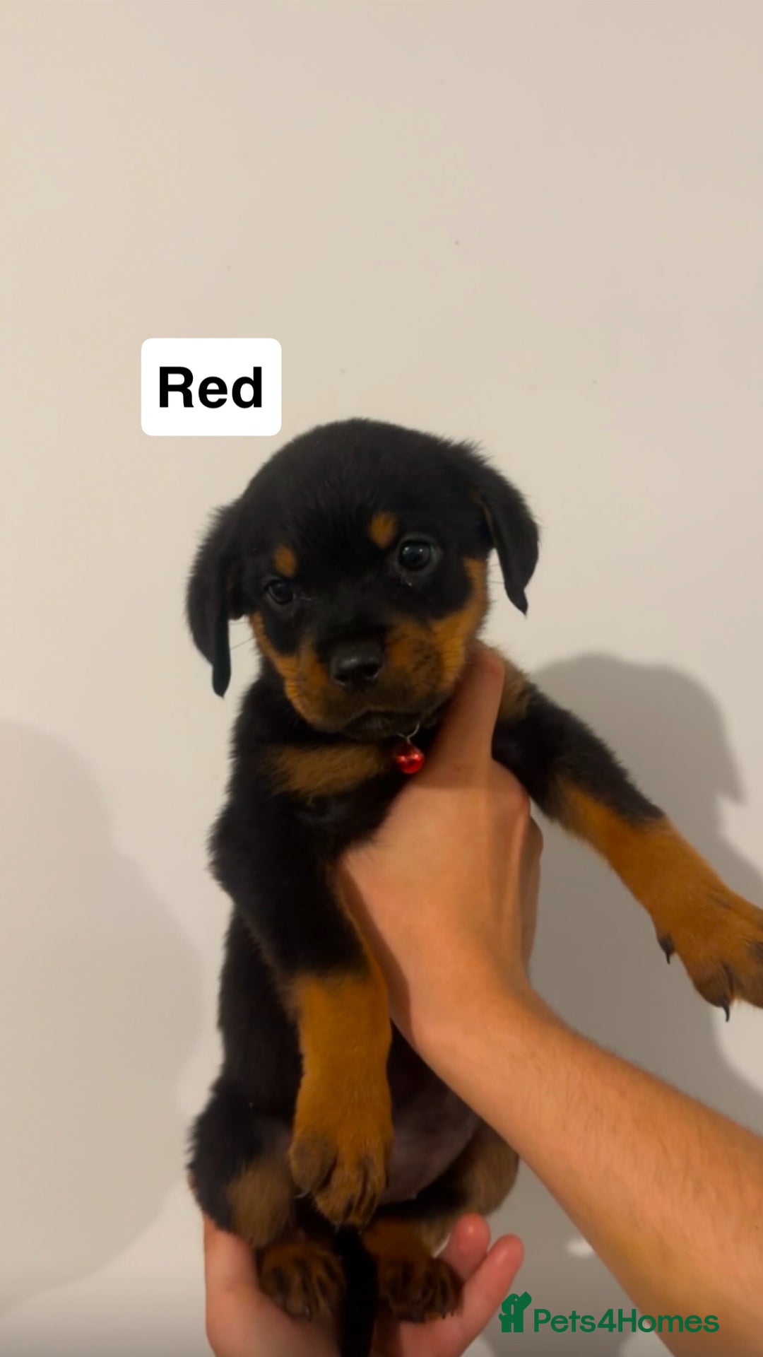Rottweiler dogs for sale: Rottweiler puppies  - Image 8