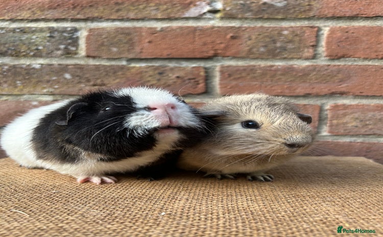 Guinea Pig rodents - Advert 15
