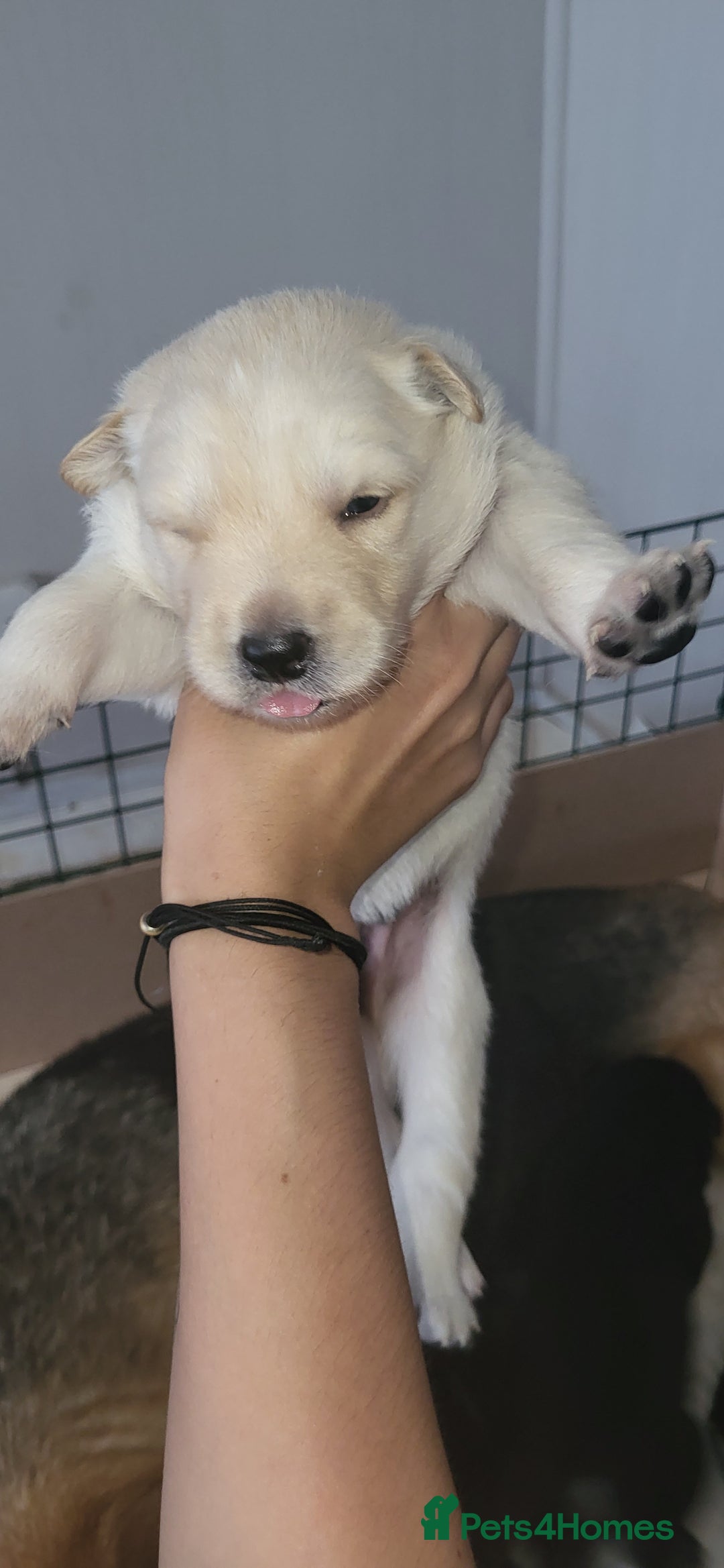 German Shepherd dogs for sale: 4 german shepherd puppy's available  - Image 5