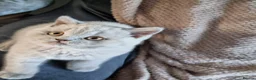 British Shorthair cats for sale: Lilac British shorthair boy.  - Advert 10