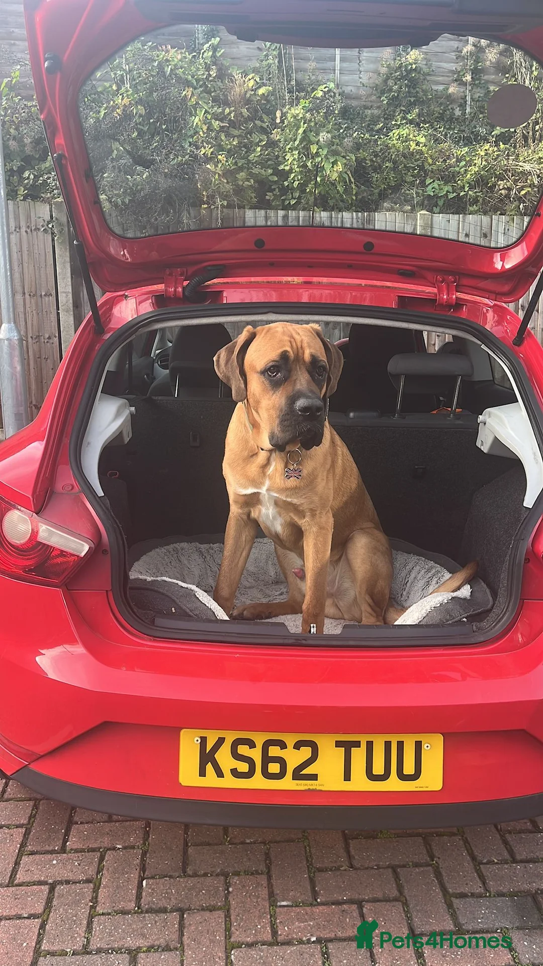 Mixed Breed dogs for sale: Meet Rolo - Advert 7