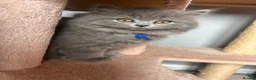 British Shorthair cats for sale: British short /longhair gccf  kittens  - Advert 7